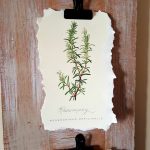 Budget Art with FREE botanical prints